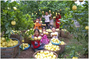 金融活水“贷”动金色柠檬——建行重庆市分行普惠金融支持潼南柠檬产业链发展