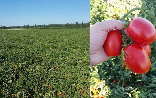 走进红果家番茄基地 揭秘番茄美味的源头