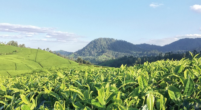 火烈鸟--回馈中国的肯尼亚赤道高原纯净茶
