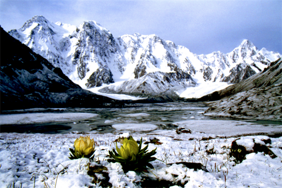 国家保护植物天山雪莲，再漂亮也不能随便挖