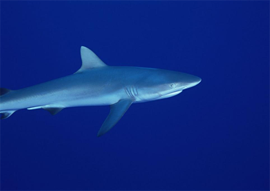打破“鲨”锅问到底：被称作“海洋宝藏”的小青鲨肉好在哪