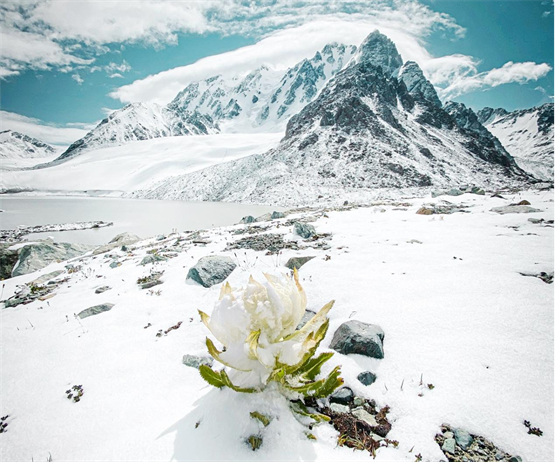 立冬养生正当时，天山雪莲通补兼顾抵御冬季严寒