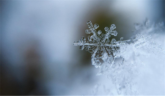 大雪进补，雪莲养生葡萄酒教你“食补、药补、酒补”过冬