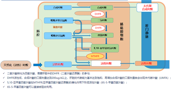 孕期如何正确选择叶酸？ 漆洪波教授带你深度了解叶酸种类