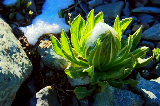 如何远离节后综合征？雪莲养生葡萄酒通补兼顾健康又养生