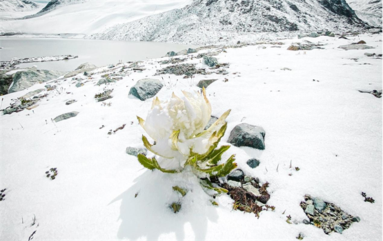 湖南基层名医姚昌财结缘天山雪莲十八载 通补兼顾济苍生