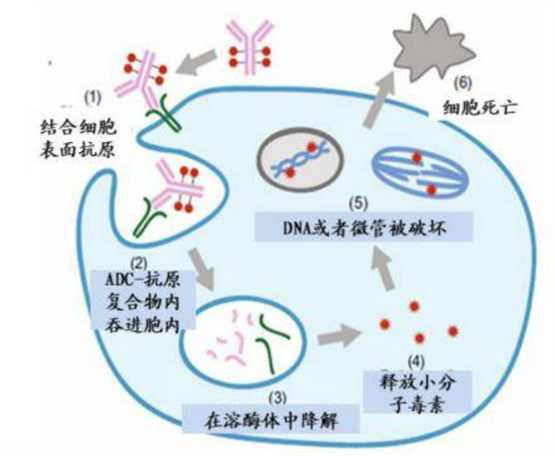 昭衍讲堂丨抗体药物：从开发到临床