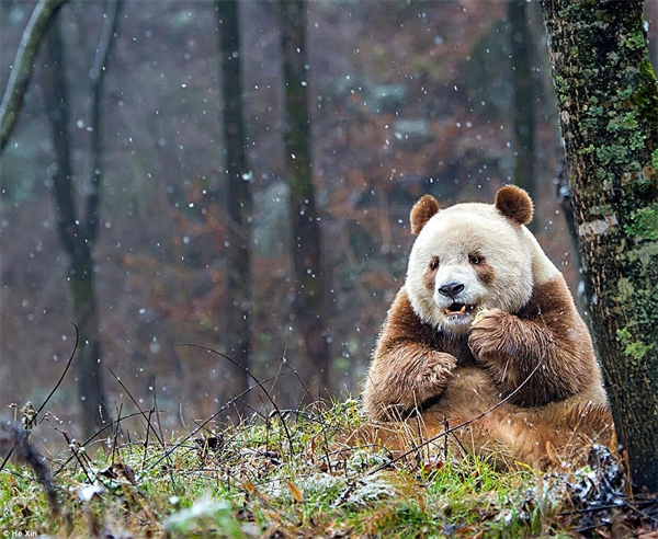 感恩星朋友，鸿星尔克终身守护大熊猫“七仔”