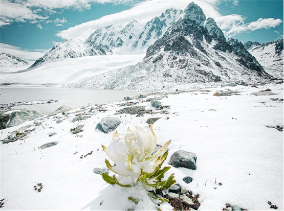 不能挖！不能卖！天山雪莲这样吃才合法