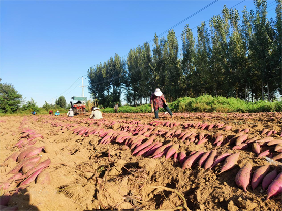 慧谷农业深耕脱毒红薯领域，助力乡村振兴新发展