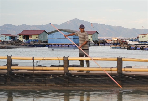 劳动者的一天：大黄鱼的“耕种者”——三都港的渔民们