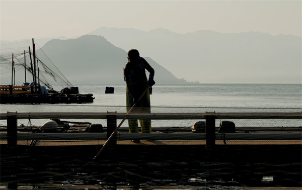 劳动者的一天：大黄鱼的“耕种者”——三都港的渔民们